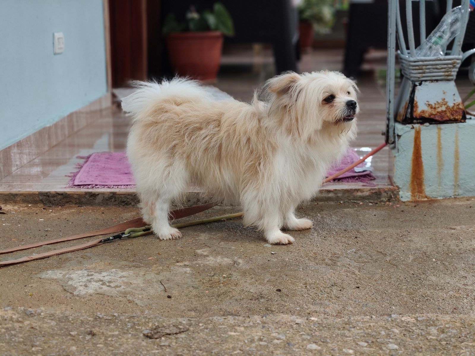 Small fluffy dog on a leash beside a house entrance