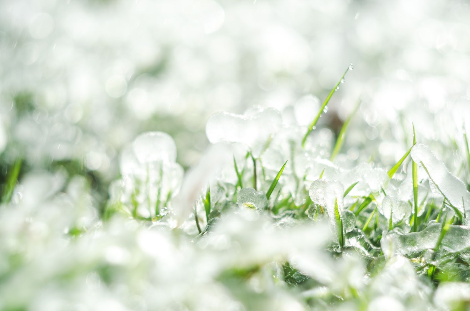 Pequeños granizos esparcidos sobre la hierba verde