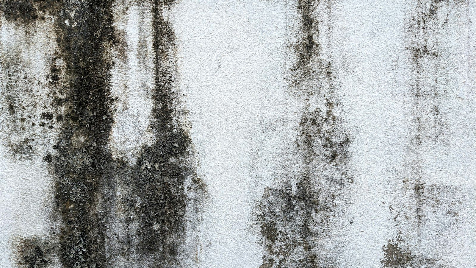 Dark mold and mildew marks across a pale interior wall