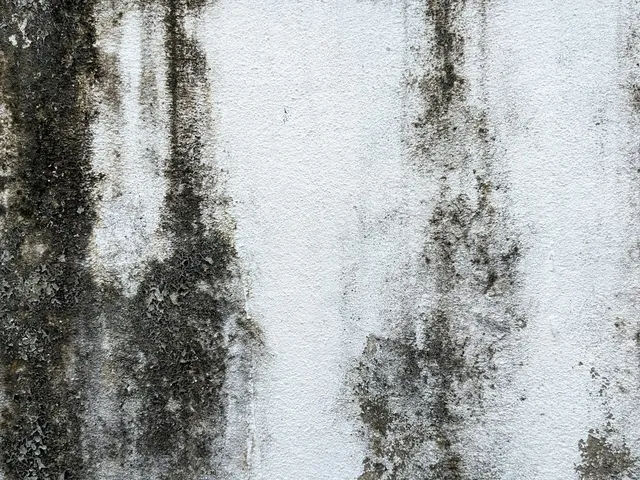 Dark mold and mildew marks across a pale interior wall