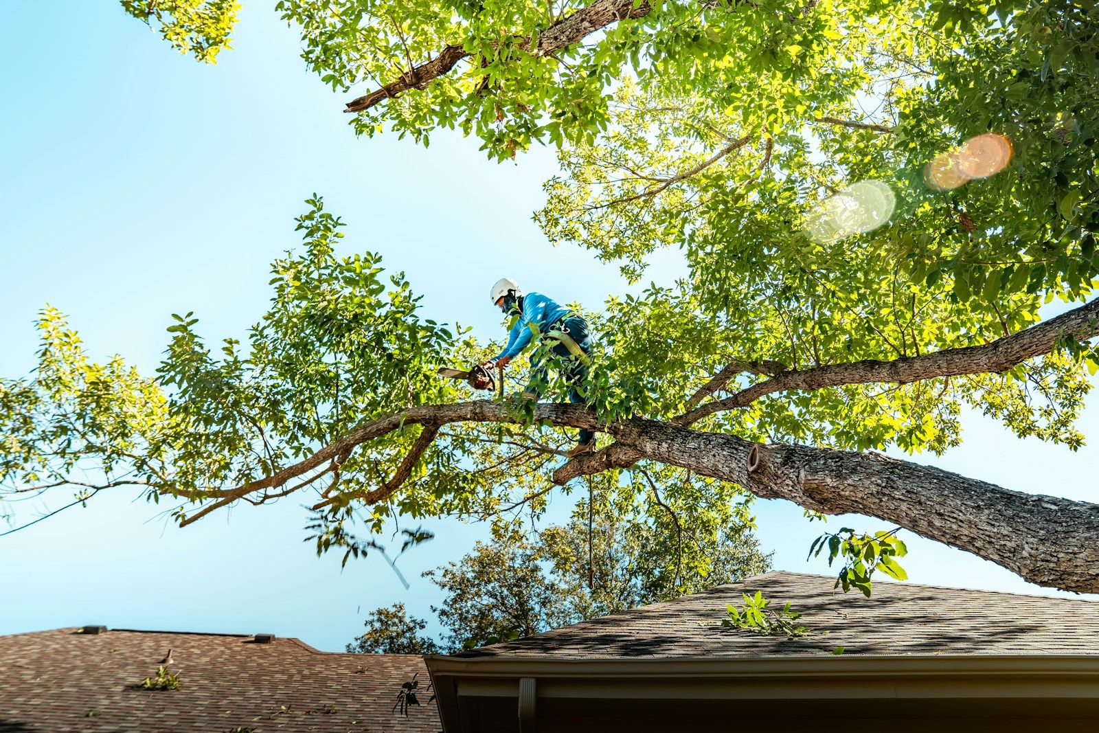 Arborist cutting a tree branch high above a roof