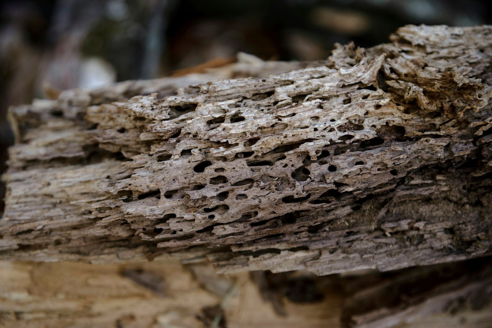 Close-up of insect-bored wood with many small holes